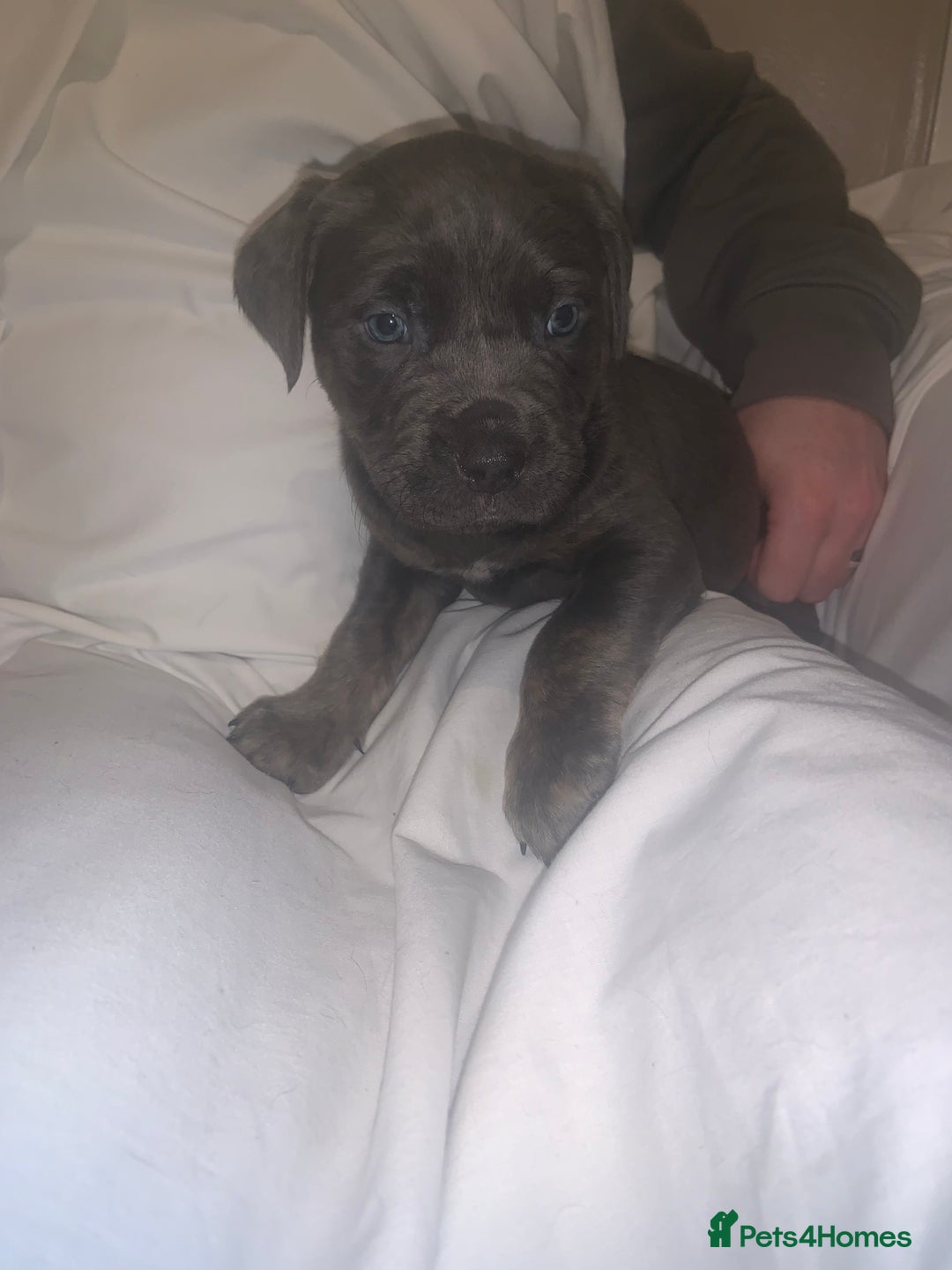 Mixed Breed dogs for sale: Rotti X puppies  - Advert 5
