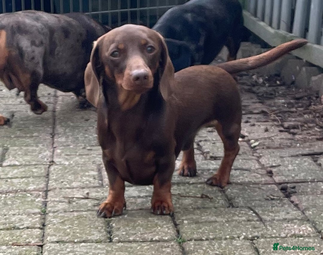 Miniature Dachshund dogs for stud: Mini Smooth Choc/Tan Male Dachshund (Stud Only) - Image 2