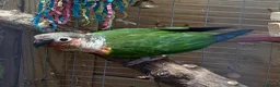 Conures birds for sale: Pair of conures for sale  - Advert 6