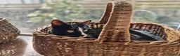 Asian cats for sale: Luna For Adoption  - Advert 5
