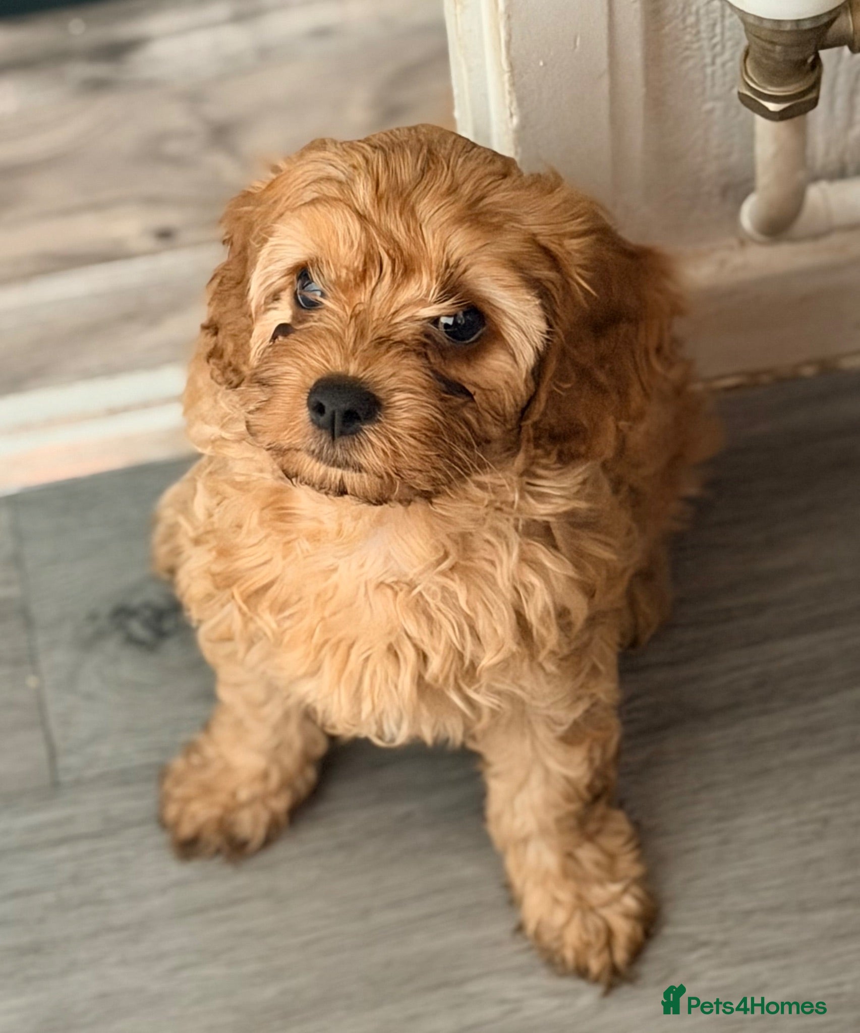 Cavapoo dogs Gorgeous male Cavapoo ready to togo health tested  - Advert 3