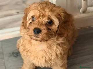 Cavapoo dogs Gorgeous male Cavapoo ready to togo health tested - Advert 3