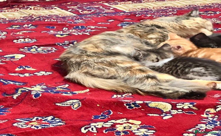 Mixed Breed cats - Advert 4