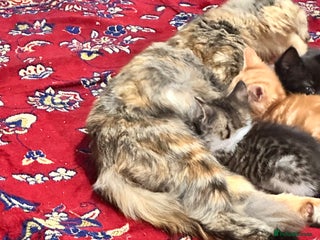 Mixed Breed cats - Advert 24