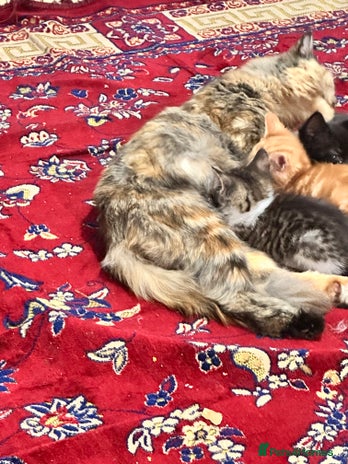 Mixed Breed cats - Advert 4