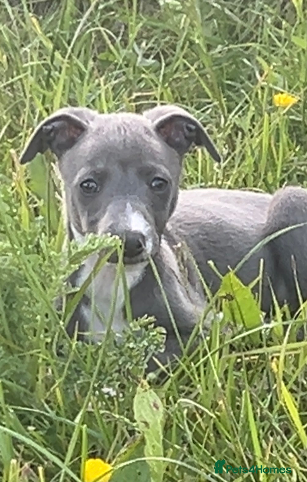 Mixed Breed dogs for sale: Italian greyhound/whippet in Maryport - Advert 9