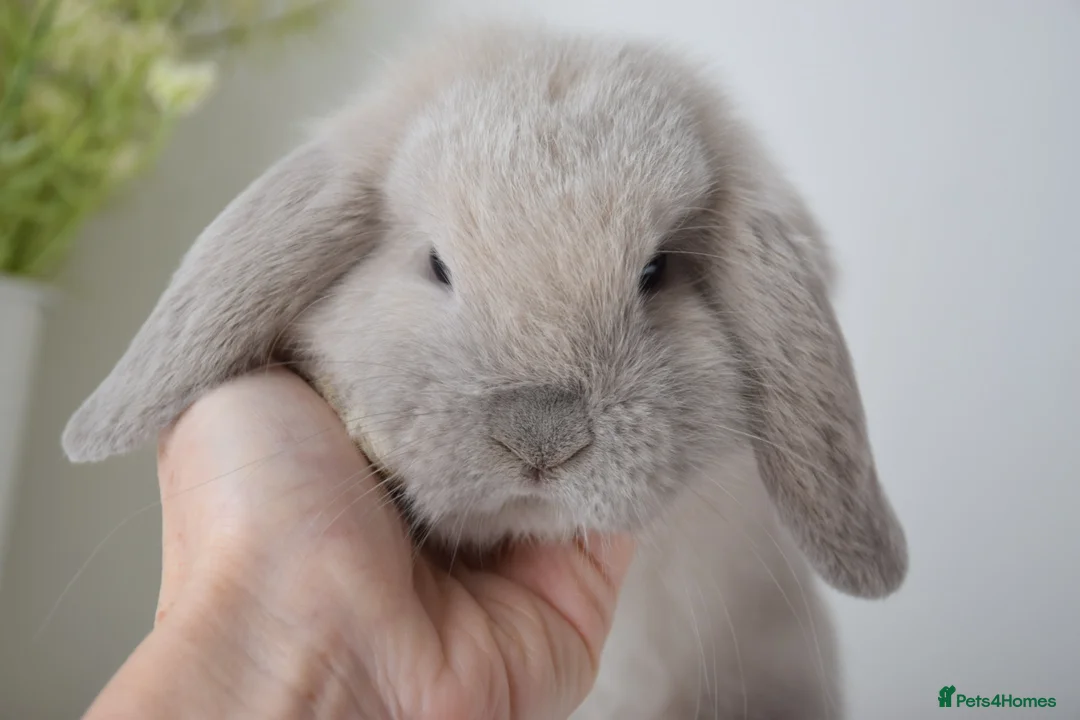 Mini Lop rabbits for sale: Beautiful pure mini lop girls  - Advert 12