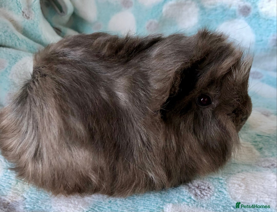 Guinea Pig rodents for sale: Baby Longhaired Peruvian boys for sale - Advert 4