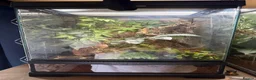 Tarantulas invertebrates for sale: 5 tarantulas for sale. Complete with enclosure in Bootle - Advert 3