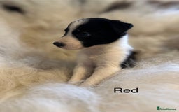 Border Collie dogs for sale: Border Collie puppies for sale - Image 3
