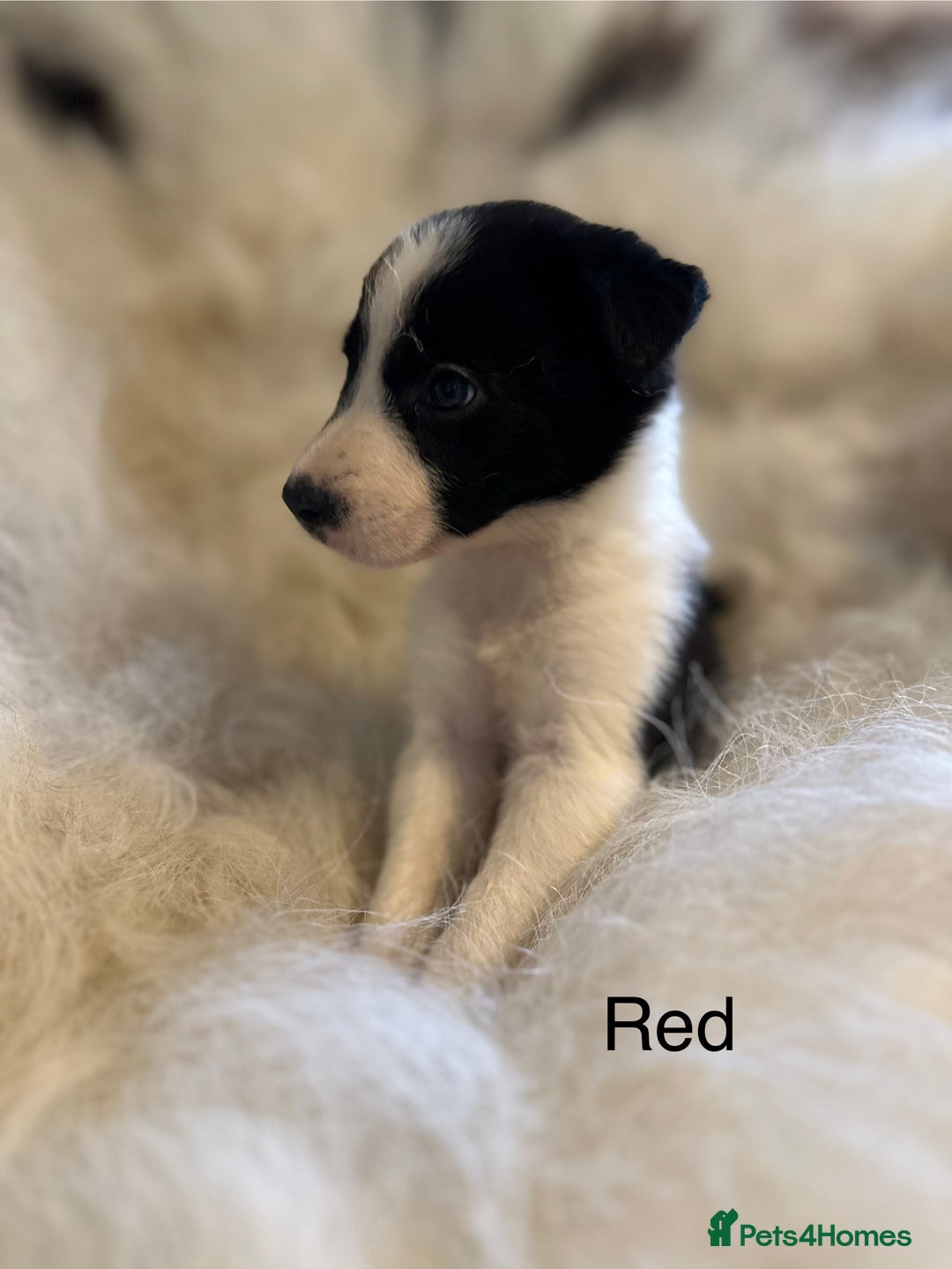 Border Collie dogs for sale: Border Collie puppies for sale - Image 3