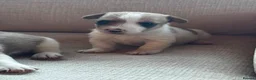 Jack Russell dogs for sale: Beautiful Jack Russell puppies in Robertsbridge - Advert 4