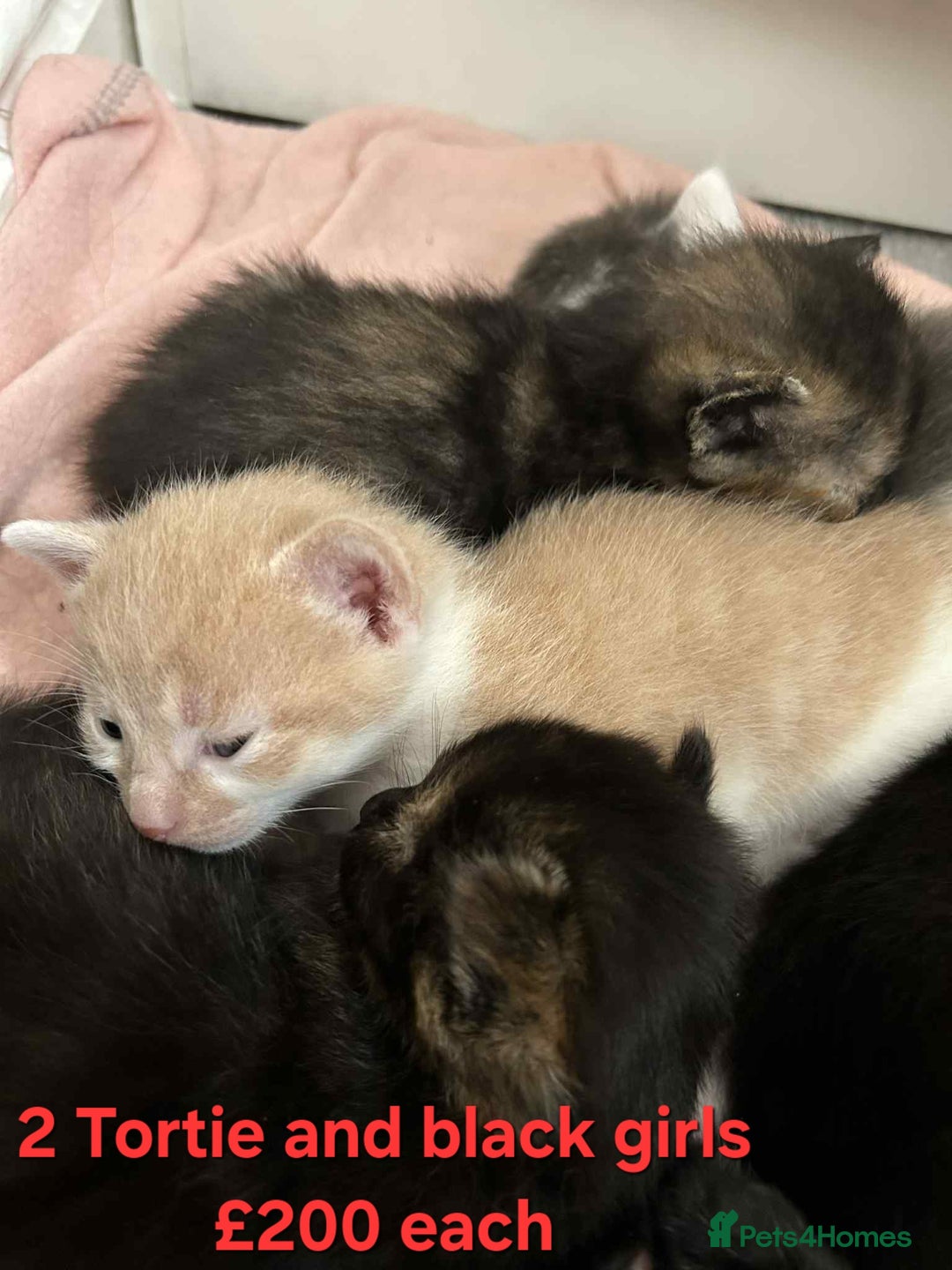 Mixed Breed cats for sale: Beautiful kittens looking for their forever homes - Image 5