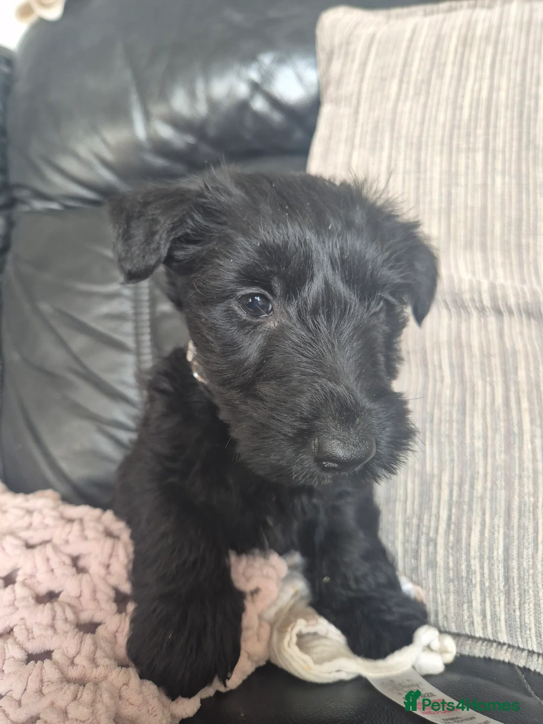 Scottish Terrier dogs for sale: KC Scottish terrier puppies  - Advert 11