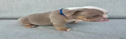 English Bulldog dogs for sale: Beautiful litter of English Bulldogs - Advert 20