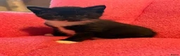 Mixed Breed cats for sale: Beautiful Tuxedo Kittens - Extraordinary Whiskers - Advert 12