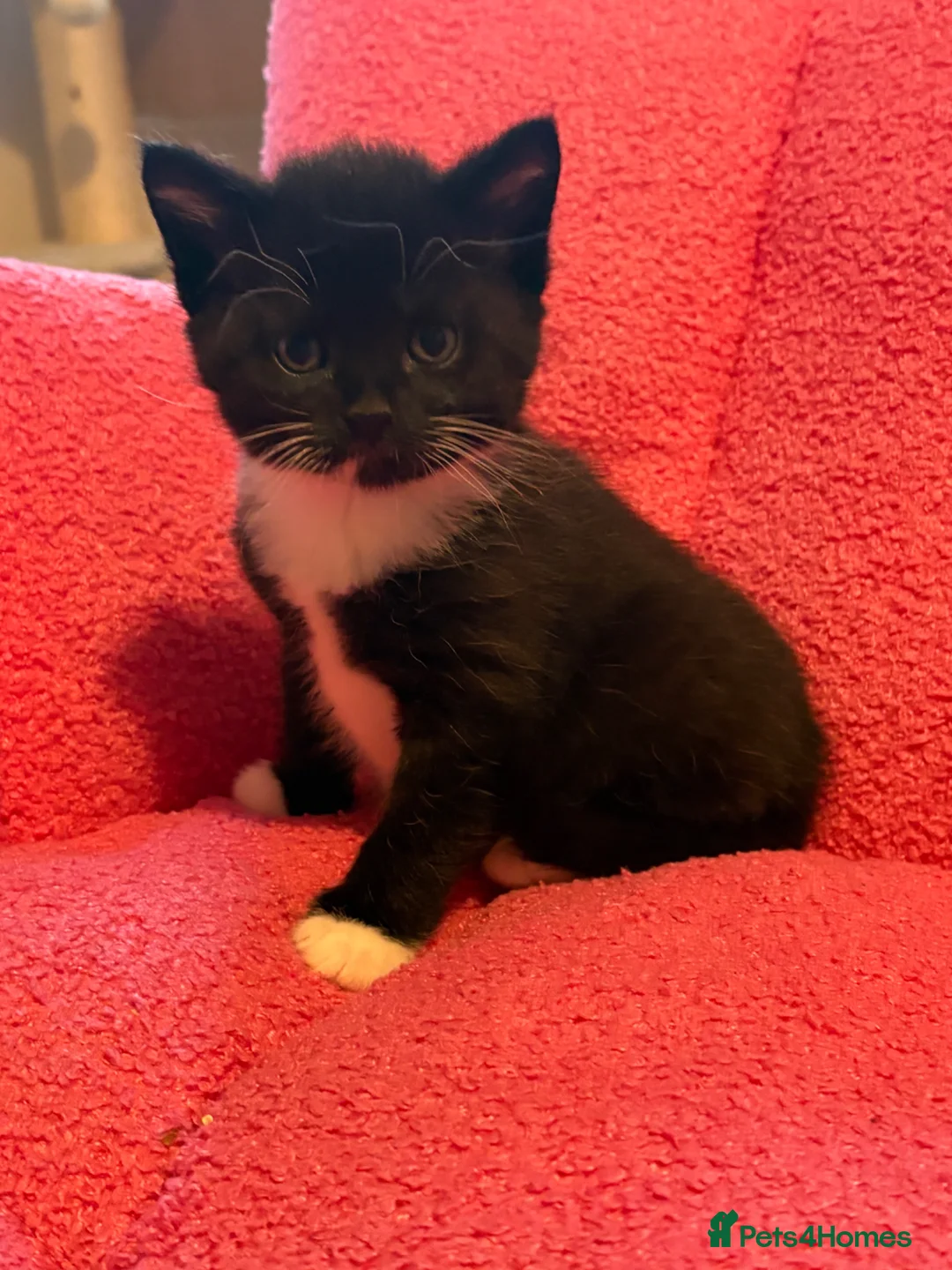 Mixed Breed cats for sale: Beautiful Tuxedo Kittens - Extraordinary Whiskers - Advert 12