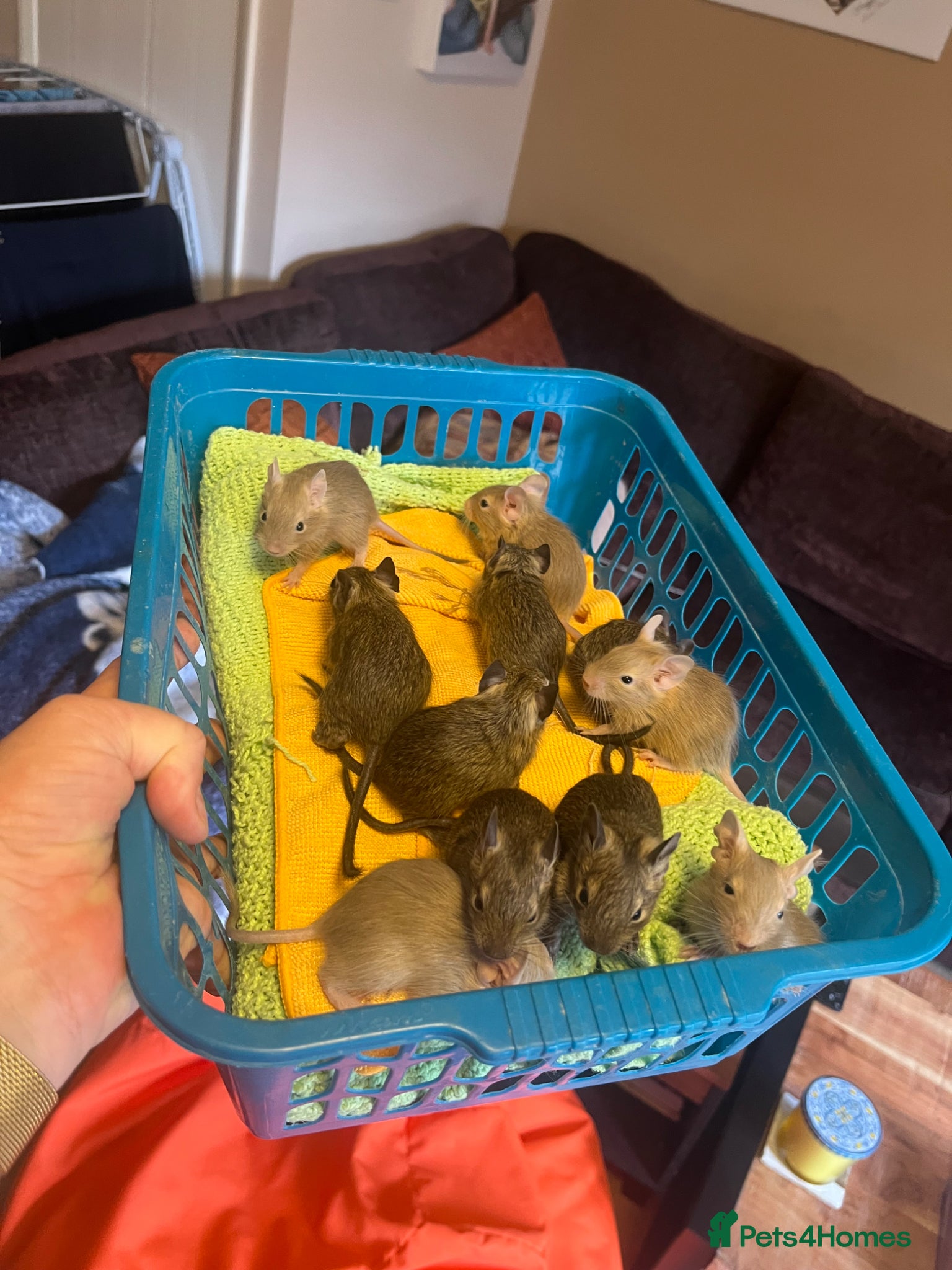 Degus rodents Baby Degu pups  - Advert 11