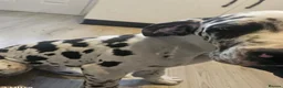 Great Dane dogs for sale: Male harlequin for sale - Advert 2