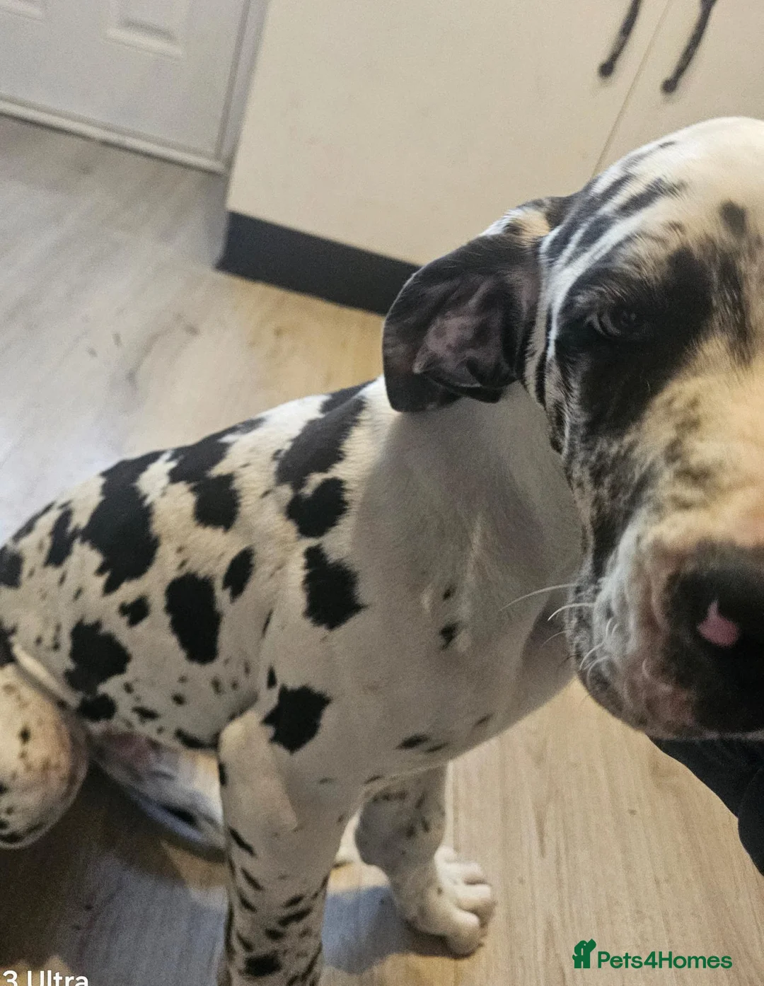 Great Dane dogs for sale: Male harlequin for sale - Advert 2