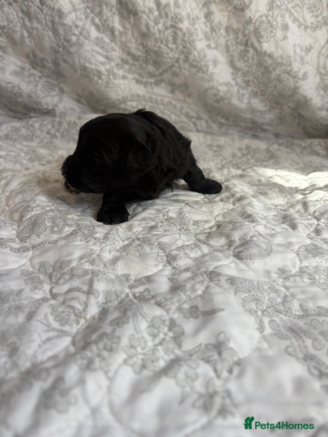 Maltipoo dogs for sale: 🤩 4 stunning male F1 Maltipoo 🤩 - Image 8