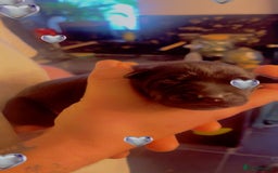 Mixed Breed dogs for sale: Blue staff x Black labrador puppies  - Advert 4