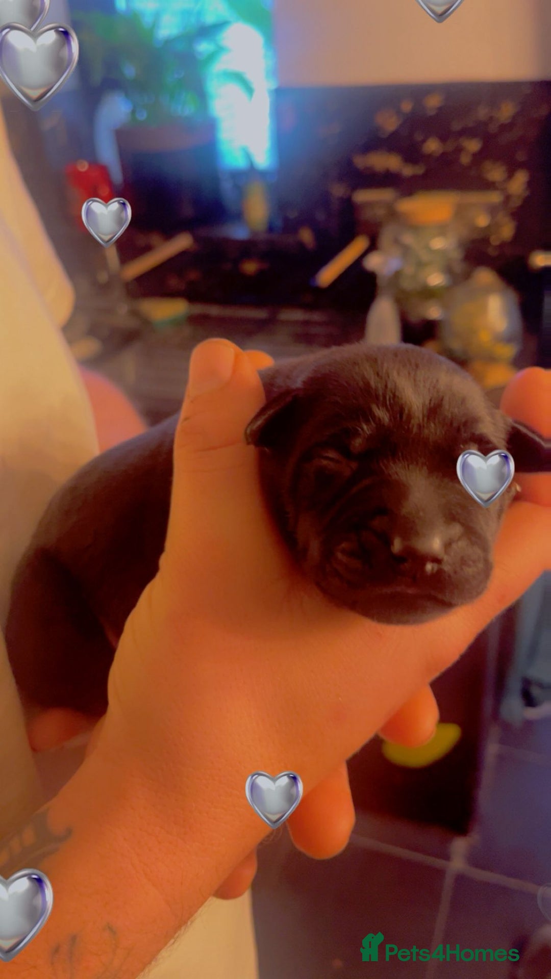 Mixed Breed dogs for sale: Blue staff x Black labrador puppies  - Advert 4