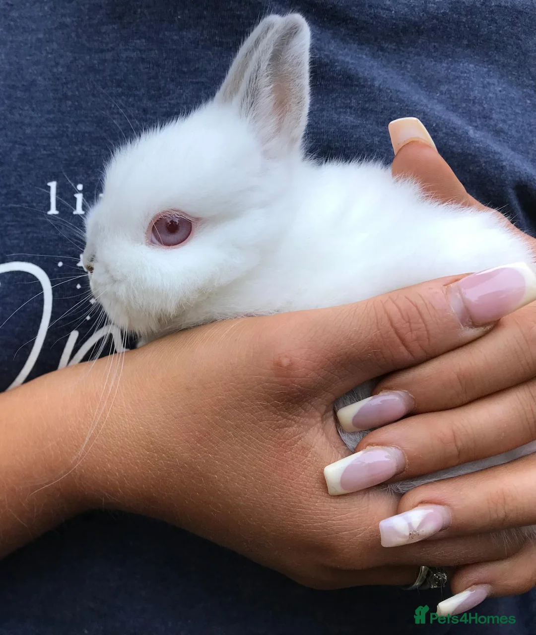 Netherland Dwarf rabbits for sale: Neatherland dwarf bunnies  - Advert 1