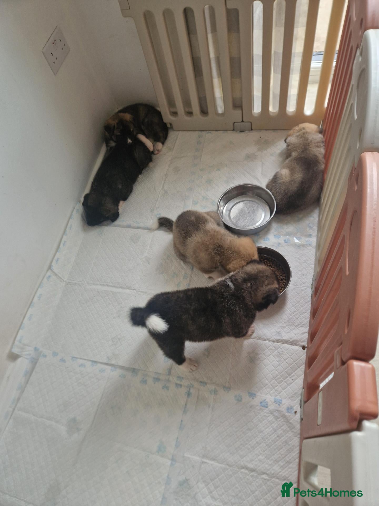 Mixed Breed dogs Akitamute puppies - Advert 1