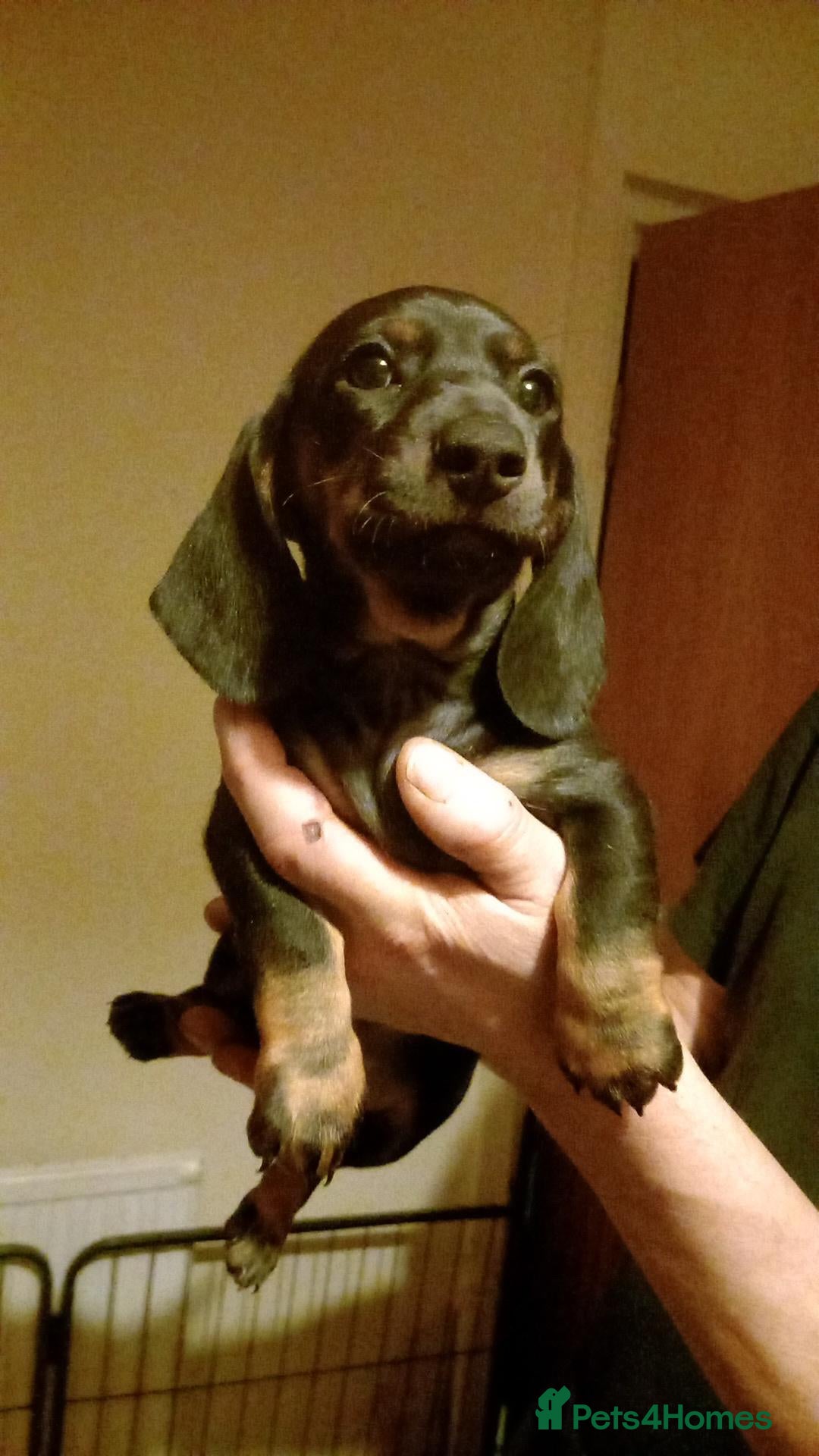Dachshund dogs for sale: Dachshund puppies - Advert 2