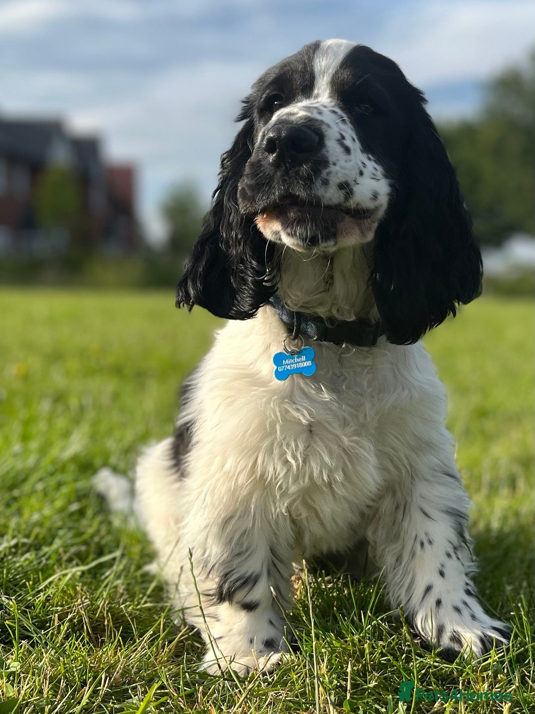 Cocker Spaniel dogs for sale: Beautiful 18 month Show Cocker Spaniel - Image 9
