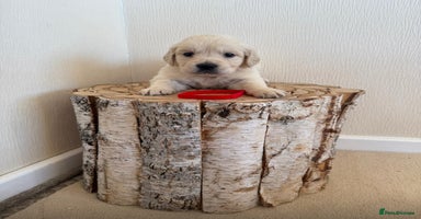 Golden Retriever dogs Golden retriever puppys - Advert 11