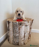 Golden Retriever dogs Golden retriever puppys - Advert 9