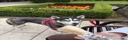 Siberian Husky dogs for sale: Beautiful & Friendly Siberian Husky - Advert 3