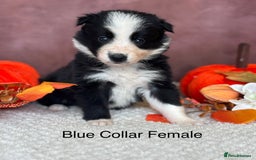 Border Collie dogs for sale: 7 Beautiful Black&White Border Collie Puppies 🐶 - Image 8