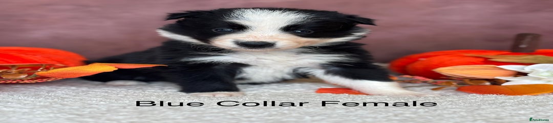 Blue Collar Female