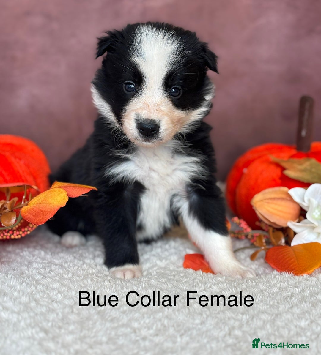 Border Collie dogs for sale: 7 Beautiful Black&White Border Collie Puppies 🐶 - Image 8
