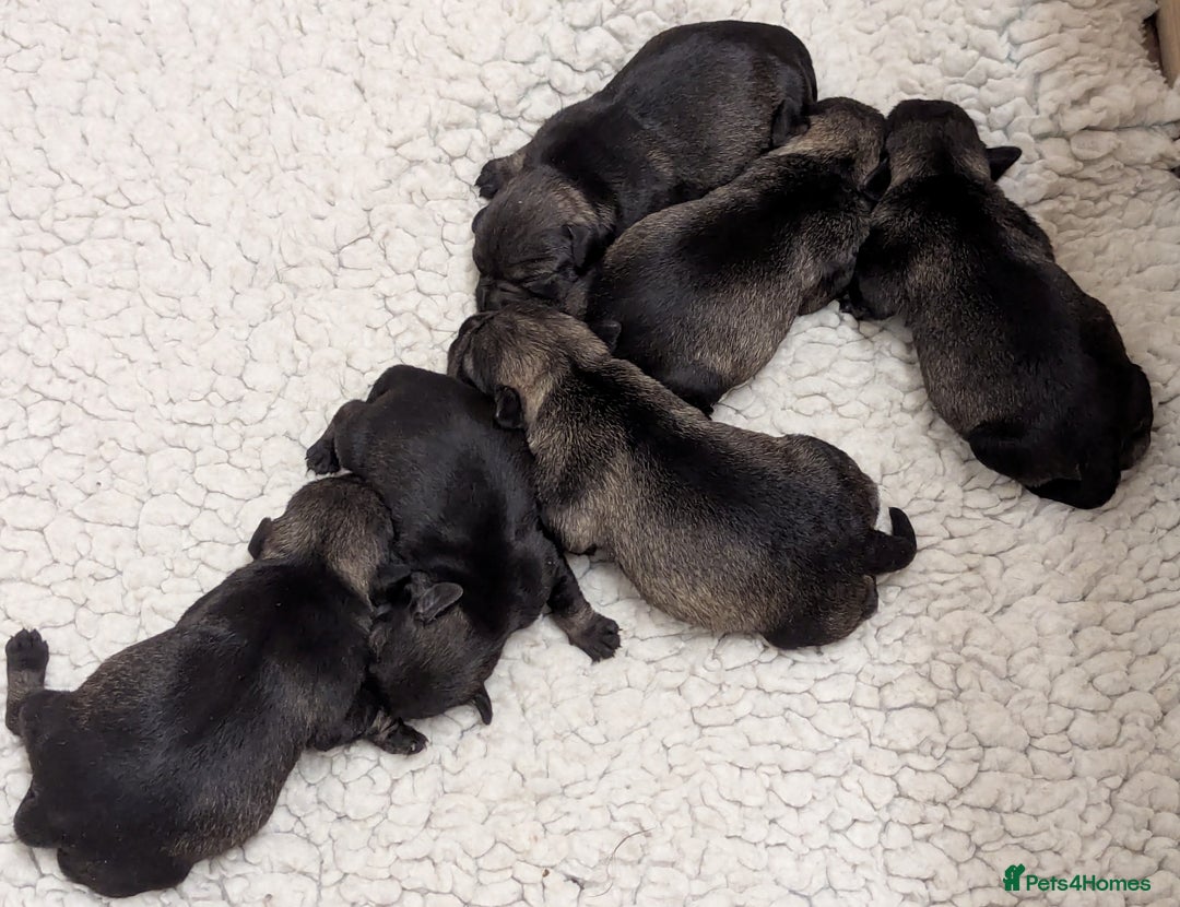 Miniature Schnauzer dogs for sale:  Beautiful, Health Tested Miniature Schnauzer Pups - Advert 1