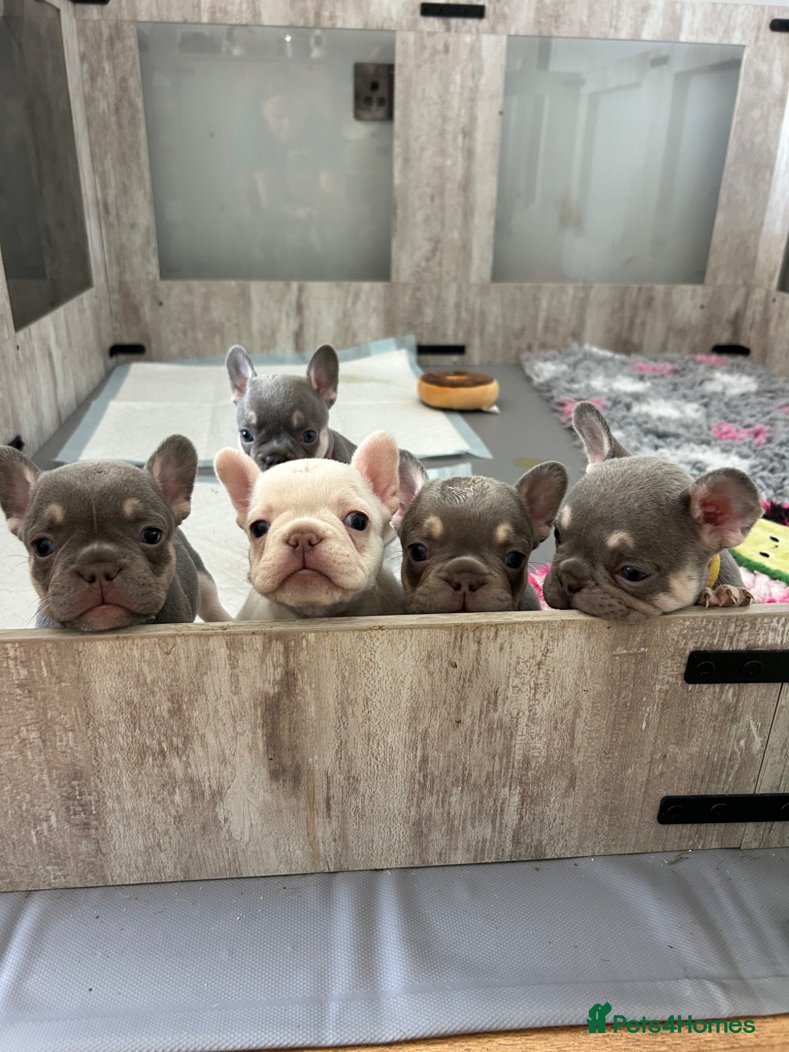 French Bulldog dogs French bulldogs all girls  - Advert 1