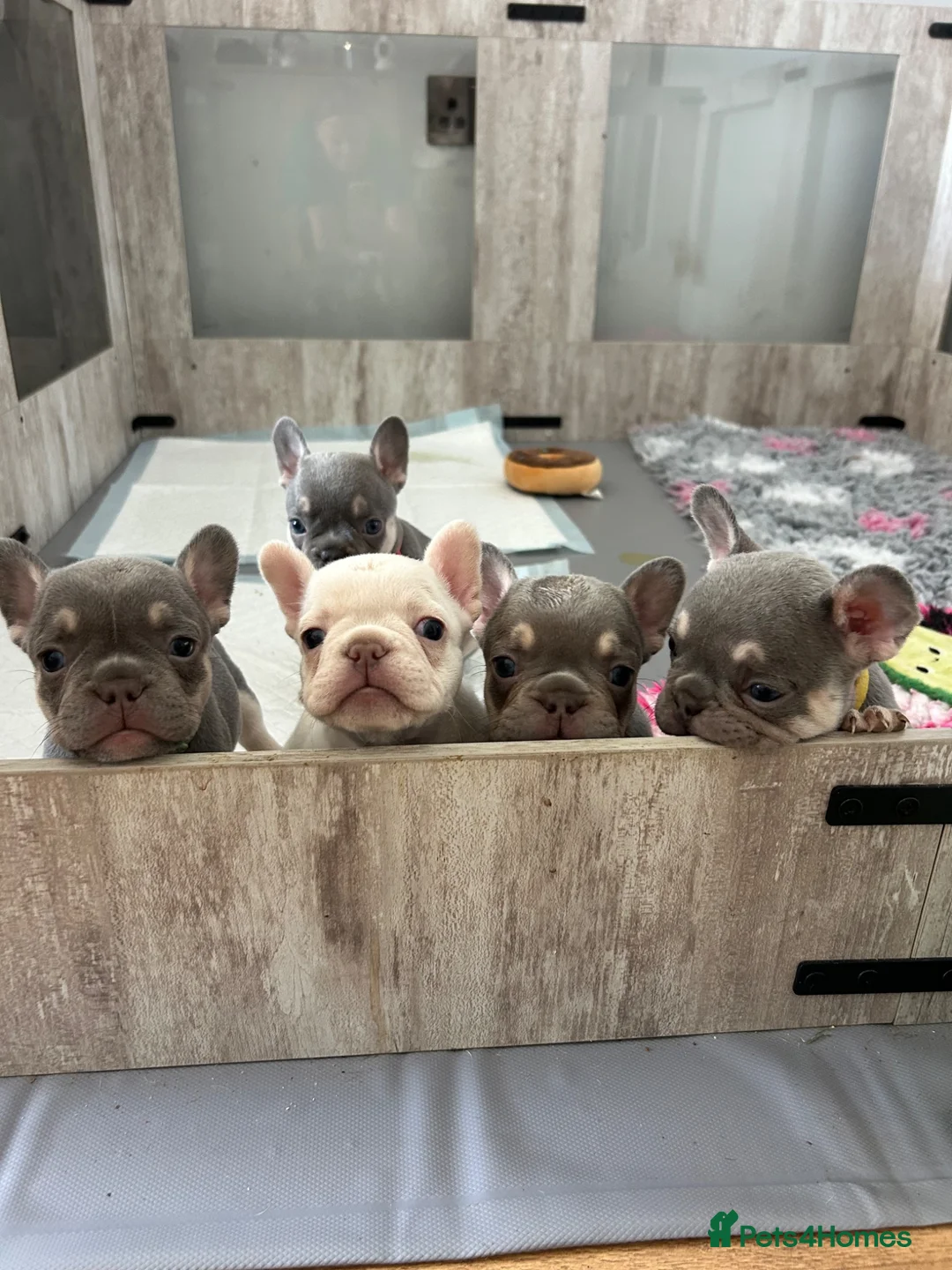 French Bulldog dogs for sale: French bulldogs all girls  in Sittingbourne - Advert 1