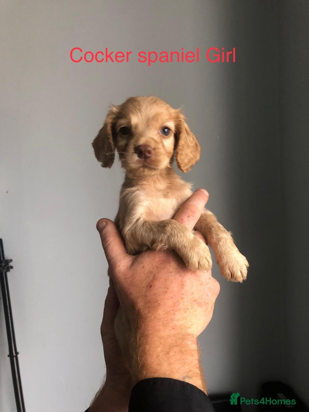 Cockapoo dogs for sale: Cockapoos and cocker spaniels  - Image 2