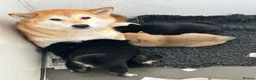 Japanese Shiba Inu dogs for sale: Stunning litter one boy three girls  - Advert 8