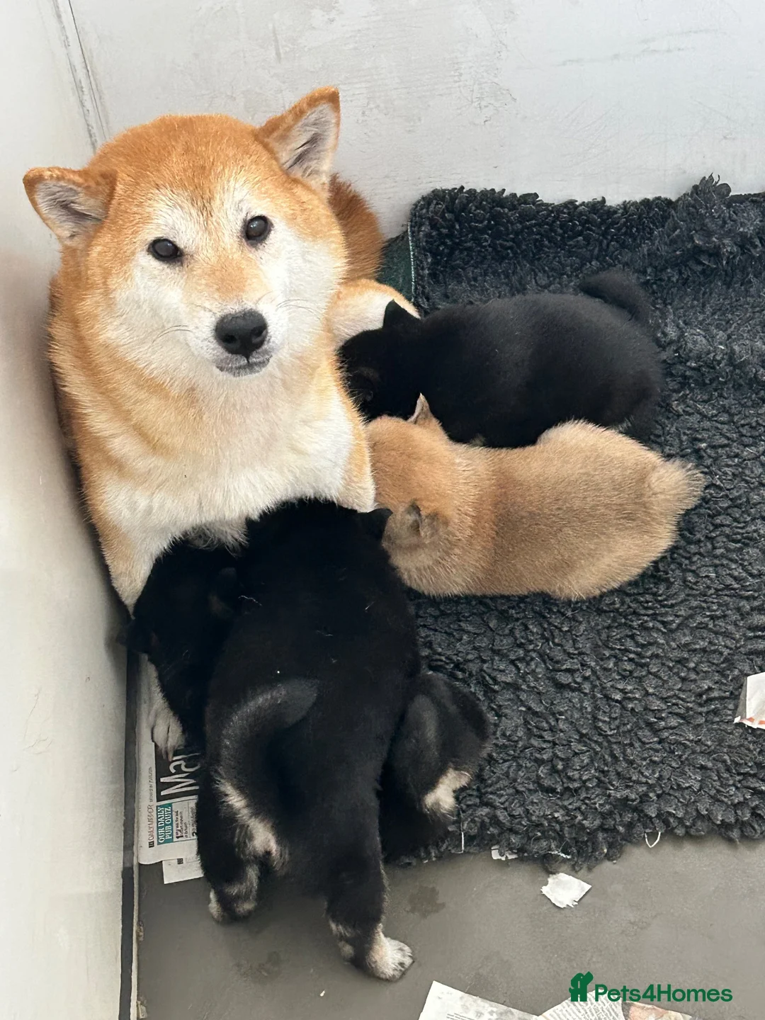 Japanese Shiba Inu dogs for sale: Stunning litter one boy three girls  - Advert 8