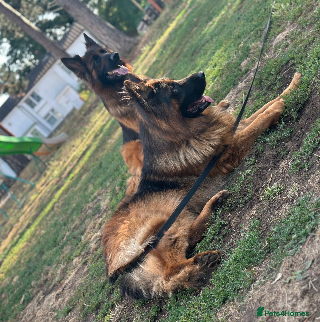 German Shepherd dogs for sale: 💥Champion🩸line KC Reg GermanShepherd puppy’s GSD - Advert 8