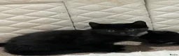 Mixed Breed cats for sale: 🐾 Lovely Kittens Looking for Their Forever Homes - Advert 2