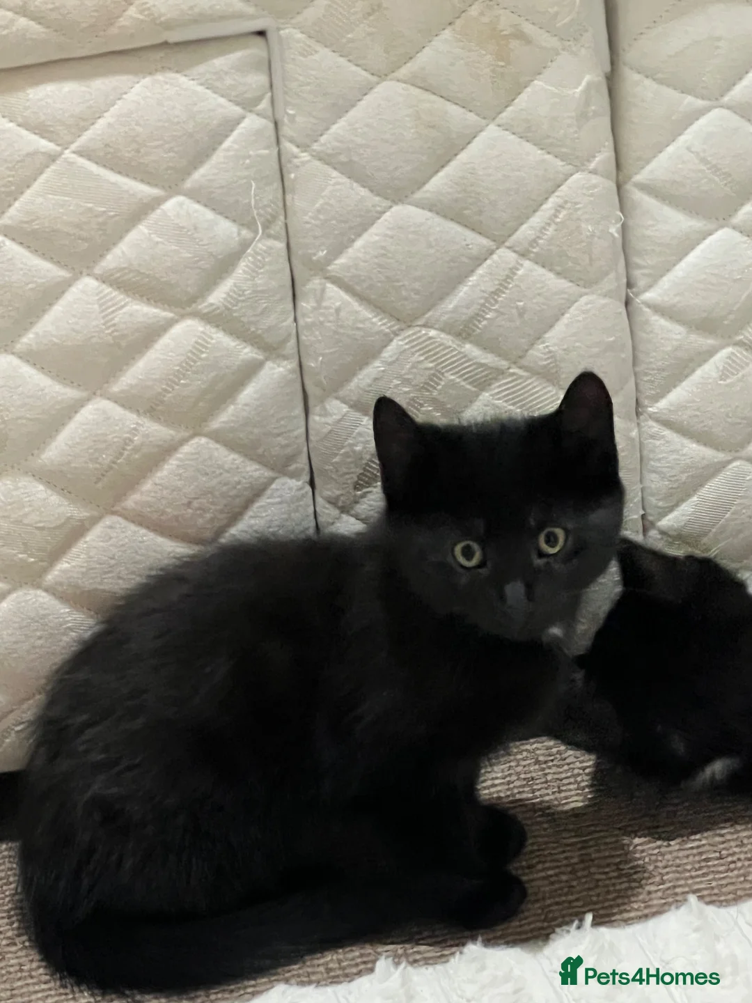 Mixed Breed cats for sale: 🐾 Lovely Kittens Looking for Their Forever Homes - Advert 2