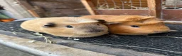 Guinea Pig rodents for sale: Guinea pigs sows - Advert 2