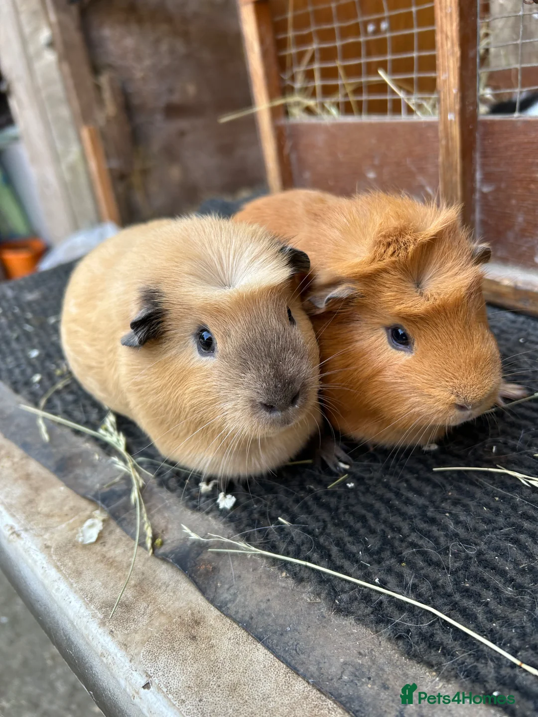 Guinea Pig rodents for sale: Guinea pigs sows - Advert 2