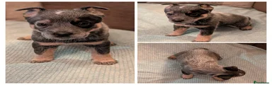Australian Cattle Dog Puppy 2