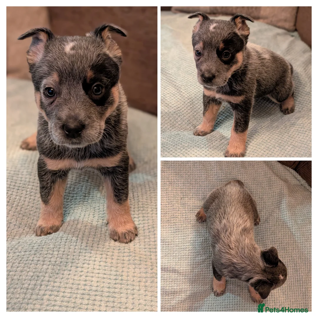 Australian Cattle Dog dogs for sale: Cattle Dog Puppies - Advert 6